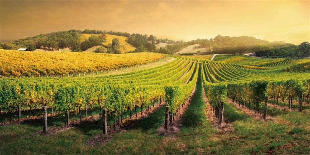 Le Vigne Winery
