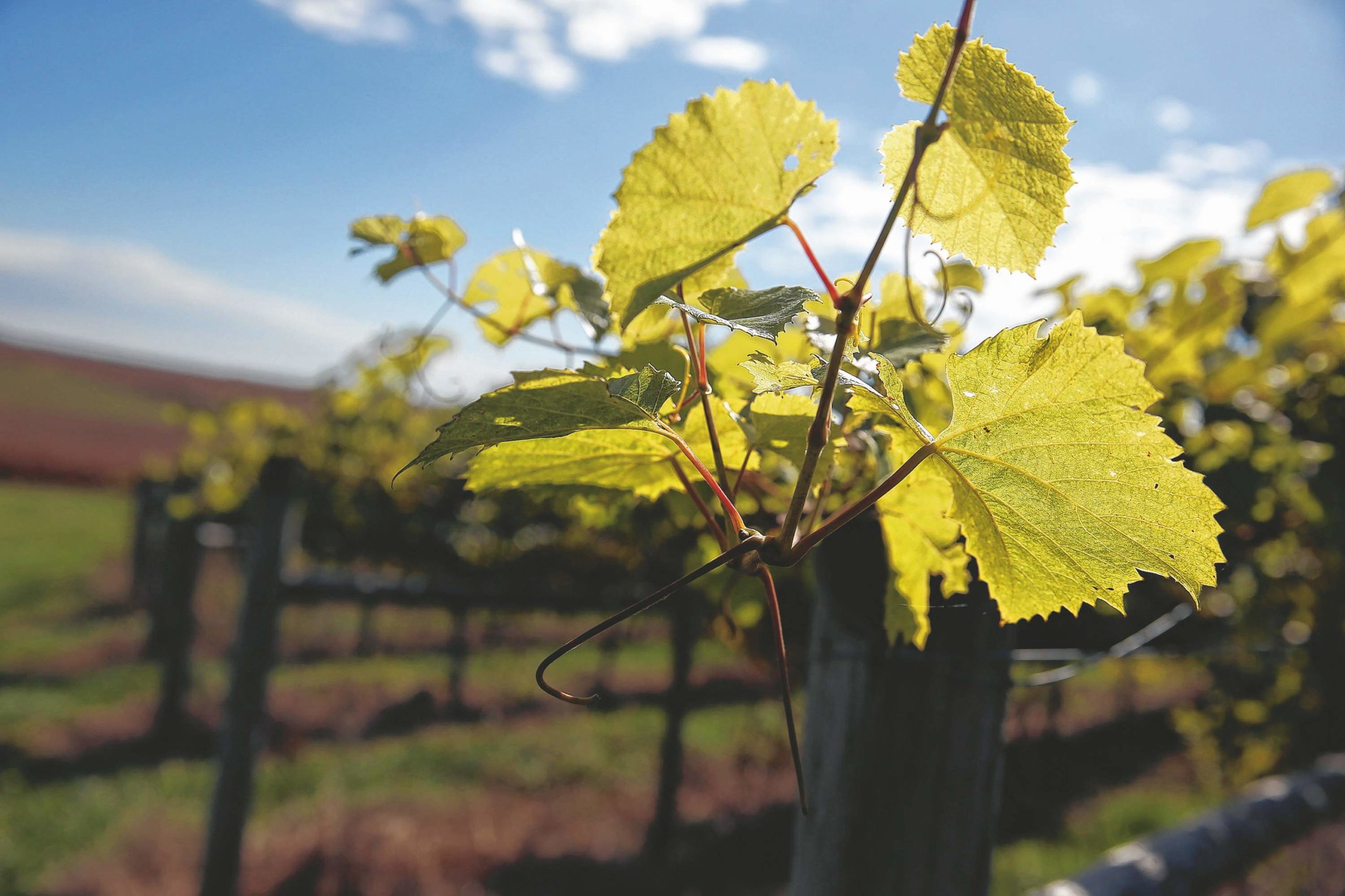 Carmel Ridge Winery