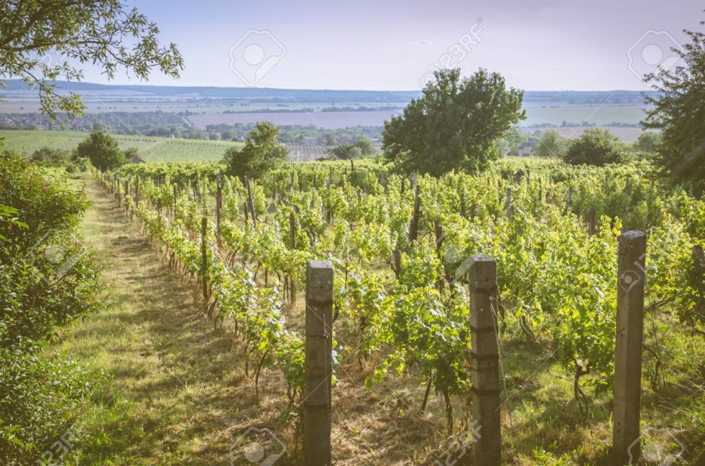 Longshadow Ranch Winery
