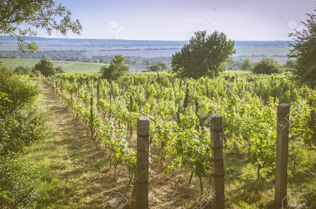 Windy Oaks Estate Vineyards & Winery